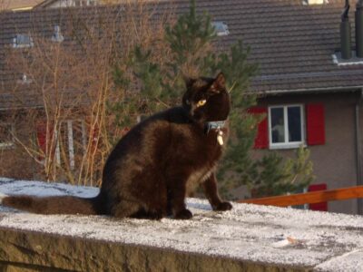 Pangur Dubh anns a' phairc ann am Bern
